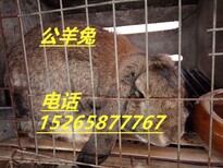 肉兔养殖场出售比利时肉兔兔种兔苗养殖技术肉兔市场行情图片2