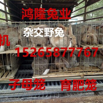 100只野兔养殖能赚多少钱，陕西延安杂交野兔养殖场