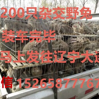 养殖肉兔,50只左右,大概要投资多少成本甘肃肉兔养殖基地