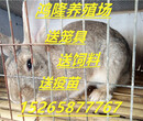 贵州杂交野兔养殖场种兔价格在涨及兔子养殖前景图片