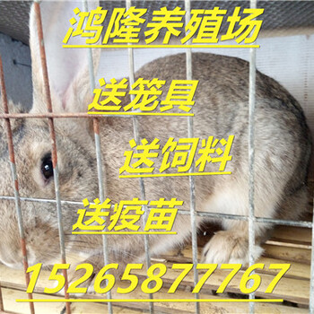 河北唐山肉兔种兔养殖基地杂交野兔兔苗价格