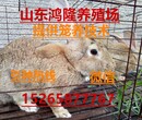 国内肉兔市场价格山东肉兔价格行情肉兔养殖利润分析图片