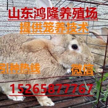 辽宁肉兔价格今日杂交野兔养殖行情肉兔兔苗多少钱一只
