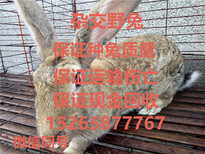 宁夏银川肉兔养殖场目前肉兔新价格分析现在肉兔多少钱一只图片3