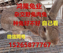 杂交野兔养殖的利润和前景分析江苏徐州肉兔养殖场图片