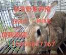 河南哪里有卖杂交野兔的开封杂交野兔多少钱一只野兔市场价格图片