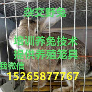 江西省肉兔养殖基地南昌肉兔新价格,江西肉兔新养殖技术