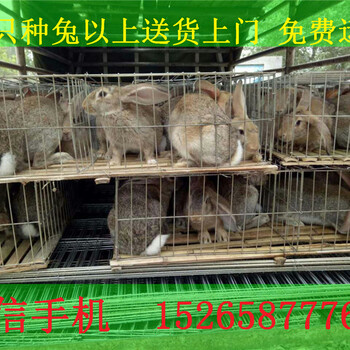 贵州地区肉兔养殖场--杂交野兔种兔5斤左右的价格多少