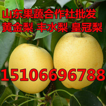 黄金梨批发新价格黄金梨苹果多少钱一斤