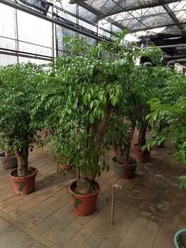 東城區(qū)盆栽租賃,鮮花租擺公司