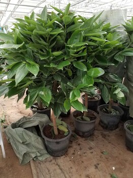 北京買苗木買綠化樹苗來朝來春花卉市場