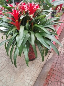北京賣一品紅、租一品紅的價格