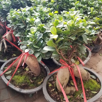 辦公室花卉鮮花租擺的植物推薦