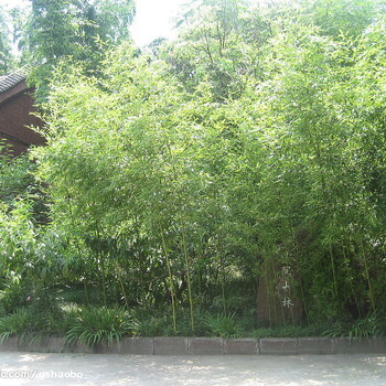  Beijing Bamboo Base has a wide range of varieties, low price and high survival rate