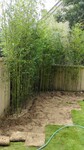 竹子出售，早园竹批发，北京竹子种植基地，竹子价格，竹子图片