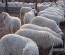 山东小尾寒羊羔羊价格小尾寒羊怀孕母羊一年下几窝种公羊价格