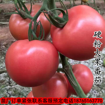 美粉番茄种子/番茄苗粉果高产越夏蔬菜苗种西红柿种苗