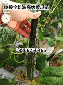 供應(yīng)嫁接全雌大黃瓜苗育黃瓜苗壽光蔬菜種苗