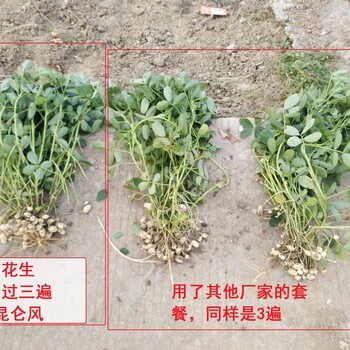 作物增产套餐厂家昆仑风供应