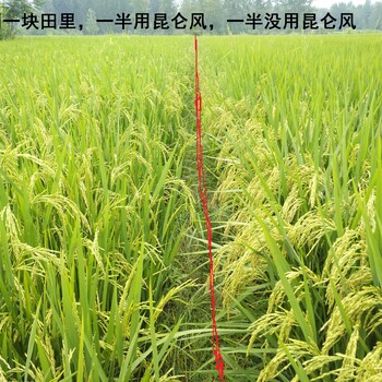水稻增產(chǎn)套餐昆侖風(fēng)用過之后農(nóng)戶就說好
