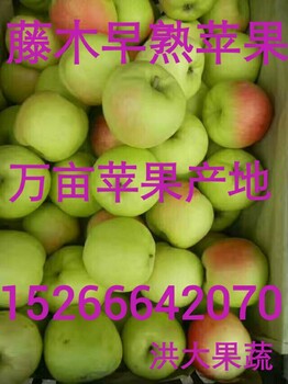 藤木苹果市场现在拿多少钱，山东藤木苹果行情