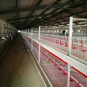 生产各种型号养殖设备自动化温控鸡笼鸭笼喂料机