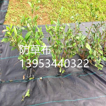 漳州花卉种植防草布定制生产