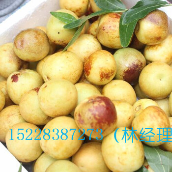 陜西棗子苗的價格陜西棗子苗種植方法