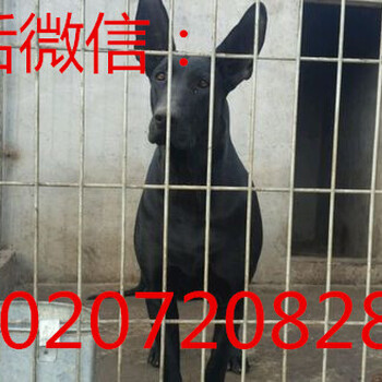 哪里的黑狼犬价格便宜成年黑狼犬价格图片