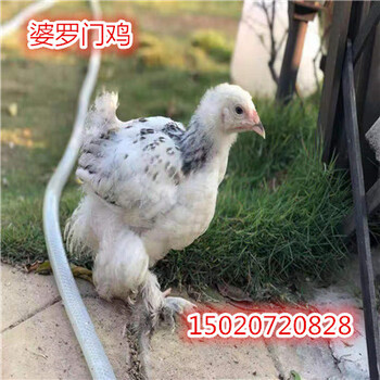 純種的梵天雞雞多少錢婆羅門雞價(jià)格
