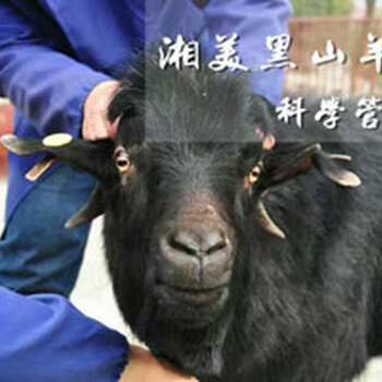 湘美打造以黑山羊为主题的产业文化