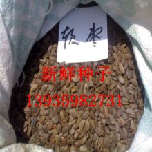软枣种子,甜柿子实生苗种子一级精选软枣种子图片
