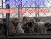 哪里肉狗苗价格便宜肉狗养殖技术肉狗养殖场