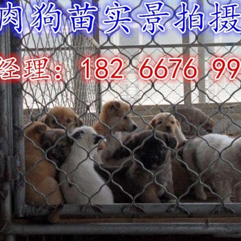 河北雜交肉狗價(jià)格哪里有賣改良肉狗苗的