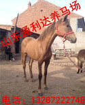 山东马场出售种马养殖马德宝矮马骑乘马阿拉伯小马驹图片4