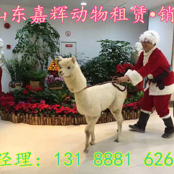 今年羊驼价格行情安徽羊驼萌宠动物租赁出售价格
