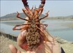 冬季小龙虾种苗价格