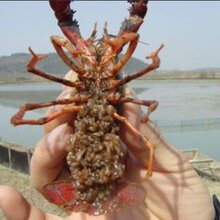 济宁小龙虾苗价格图片