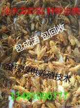 2018年龙虾苗行情图片