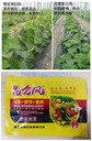 西紅柿花期管理方法，西紅柿開花前后用什么肥