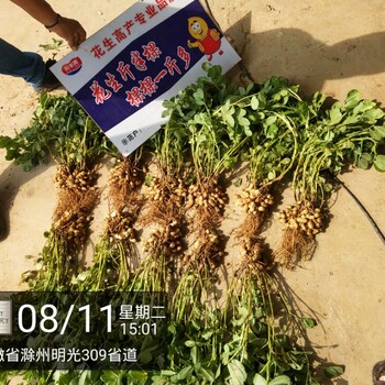 花生三遍藥斤半顆效果如何?一畝地產(chǎn)量多少？