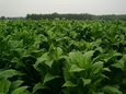 烟草专用肥光动力烟草叶面肥爱普达光碳肥厂家