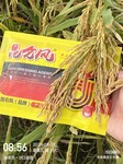水稻增产套餐水稻高产叶面肥芸乐收同款套餐昆仑风