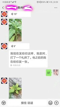 叶菜叶片翠绿鲜嫩植物生长精蔬菜叶面肥