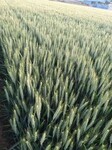 小麦叶面追肥挑战王追肥精补充氮磷钾腐殖酸