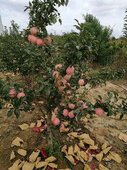矮化煙富8蘋果苗價格矮化煙富8蘋果樹簡介