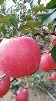 秦蜜苹果苗品种简介矮化秦蜜苹果苗今报价