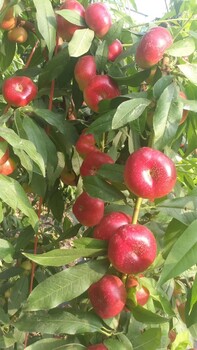 風(fēng)味天后36-5油蟠價(jià)格風(fēng)味天后36-5油蟠介紹