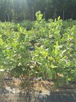 木兰蓝莓树苗培育方法木兰蓝莓树苗每棵报价