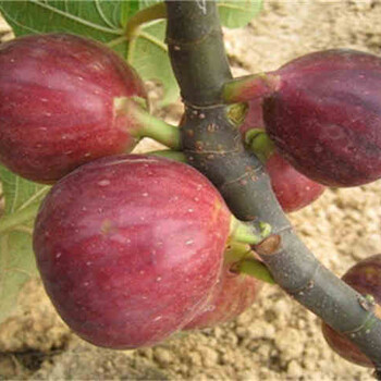 中農(nóng)寒優(yōu)無花果苗價(jià)格中農(nóng)寒優(yōu)無花果苗品種介紹